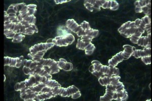 Blood 2 April 29 2015